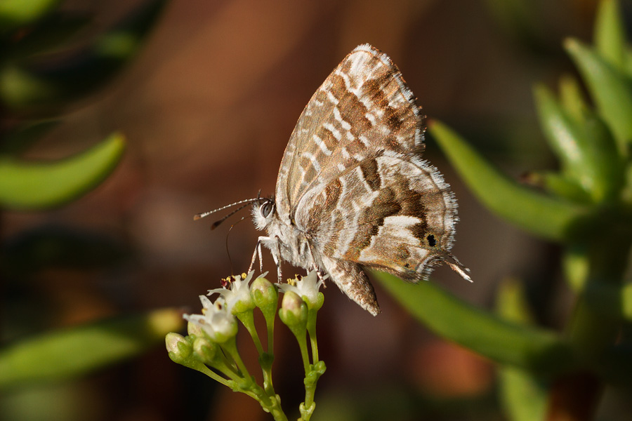 piccolo lepidottero - Cacyreus marshalli